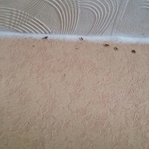 Выведение тараканов в квартире цена Екатеринбург