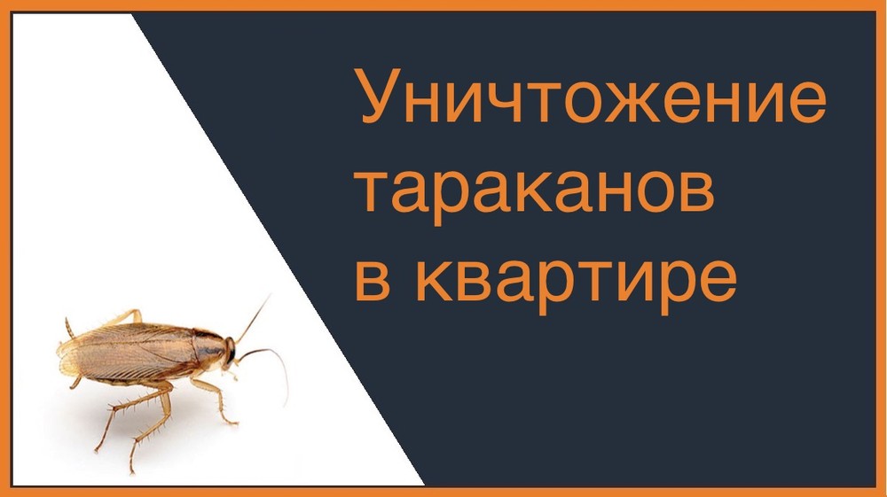 Уничтожение тараканов в квартире в Екатеринбурге