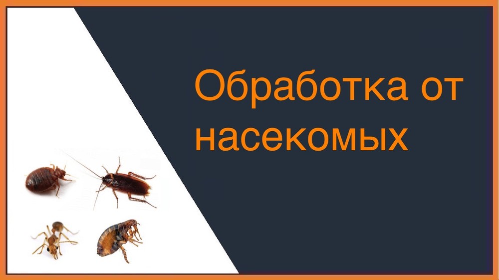 Обработка от насекомых в Екатеринбурге
