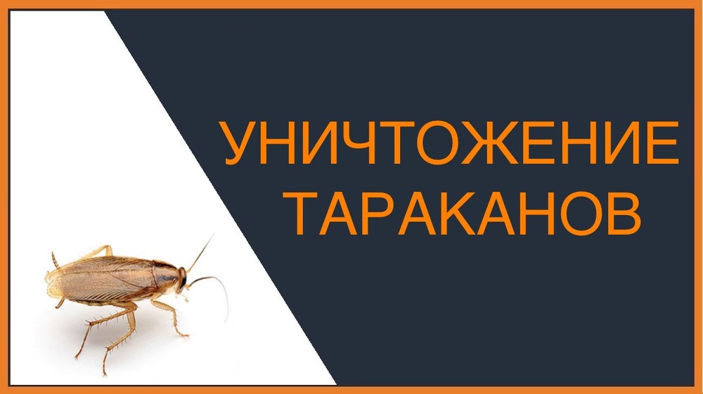 Уничтожение тараканов в Екатеринбурге