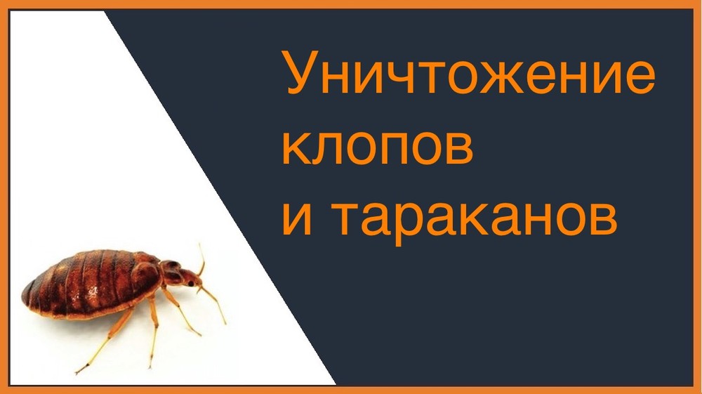 Уничтожение клопов и тараканов в Екатеринбурге