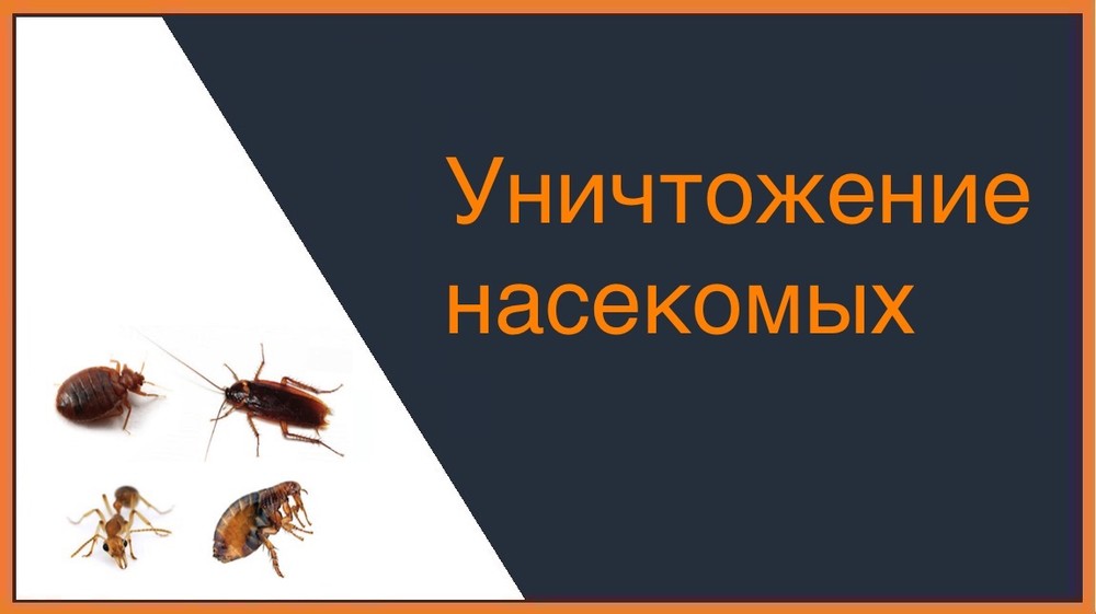 Уничтожение насекомых в Екатеринбурге