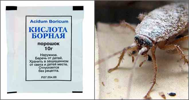 Борная кислота от тараканов – отзывы в Екатеринбурге