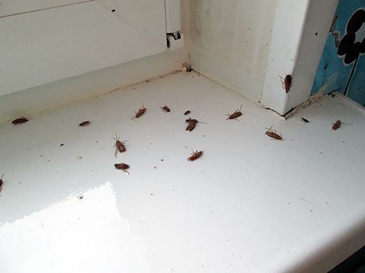 Дезинфекция от тараканов в Екатеринбурге – цены