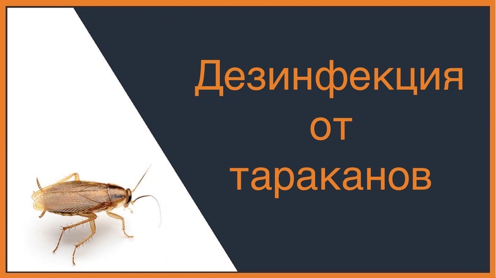 Дезинфекция от тараканов в Екатеринбурге